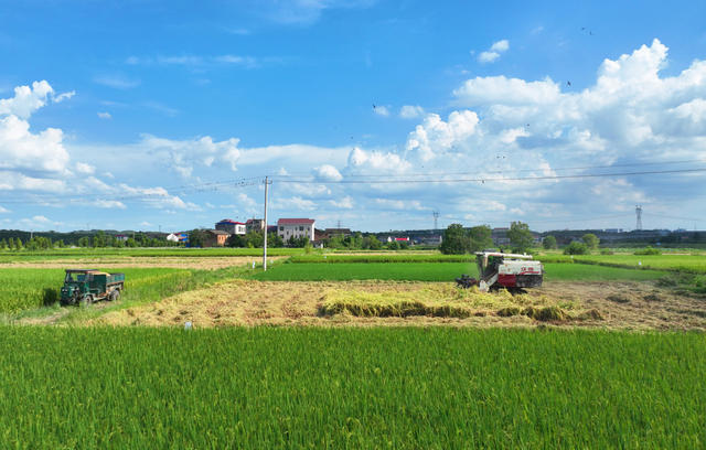 立秋 中稻 收割