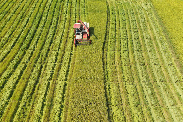 常德  澧县  二十四节气  立秋  粮食生产与安全  中稻抢收