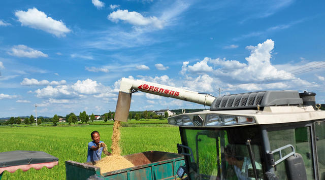 立秋 中稻 收割