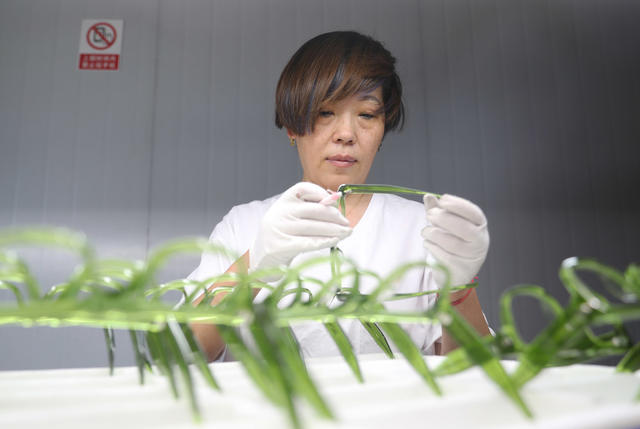 眼镜 生产 特色 工业 小镇 