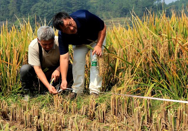 杂交水稻 超级杂交稻 亩产千公斤攻关 粮食安全 测产验收 农业 袁隆平