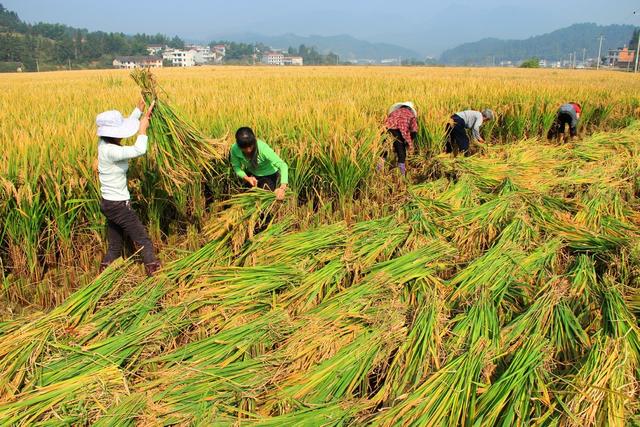 杂交水稻 超级杂交稻 亩产千公斤攻关 粮食安全 测产验收 农业 袁隆平