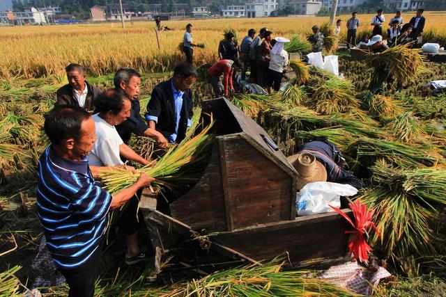 杂交水稻 超级杂交稻 亩产千公斤攻关 粮食安全 测产验收 农业 袁隆平