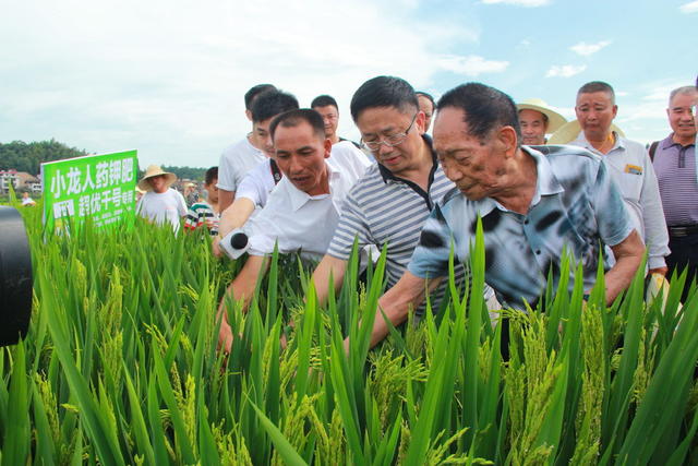 袁隆平 超级稻 农业 隆回