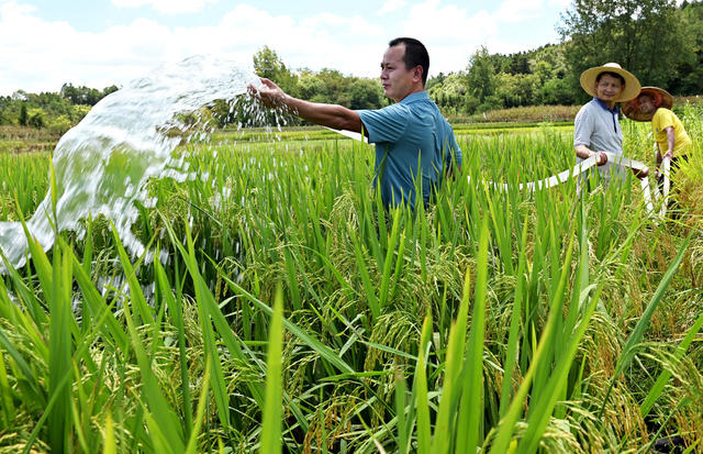 抗旱 战高温  保增收 粮田 农作物 灌溉 水 旱情 高温天气 抽水引水