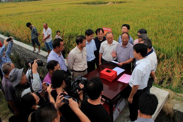 Y两优900 袁隆平 超高产水稻 农业