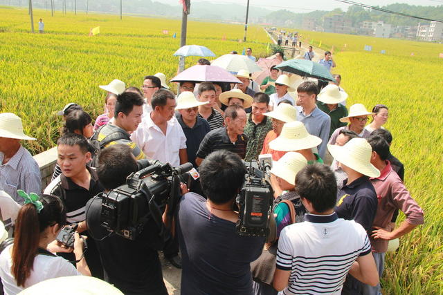 农业 农村 袁隆平 超级稻 杂交水稻
