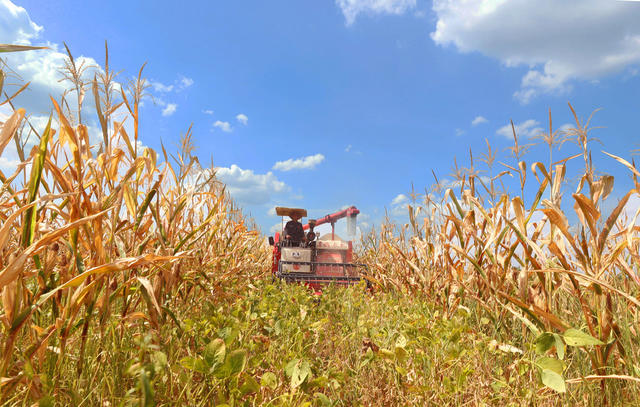 套种 大豆 玉米 衡南