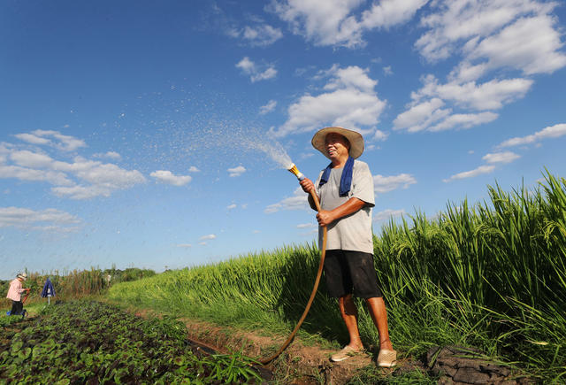 抗旱 抽水 灌溉