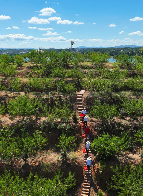 桃 葡萄 小水果 种植 采摘 果农