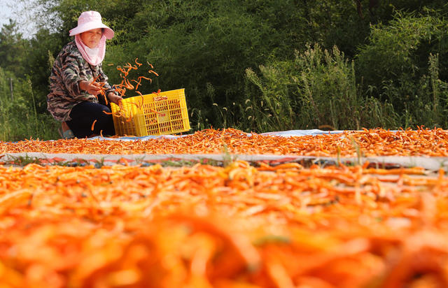 黄贡椒 地理标志 农产品 三樟 衡东