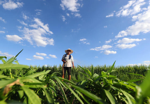 抗旱 抽水 灌溉