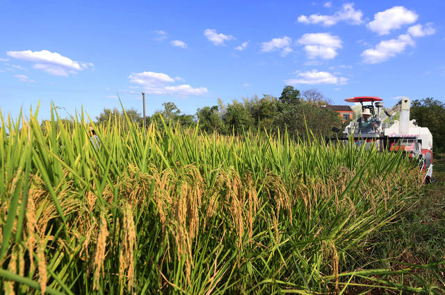 中稻 收割 衡阳 石鼓