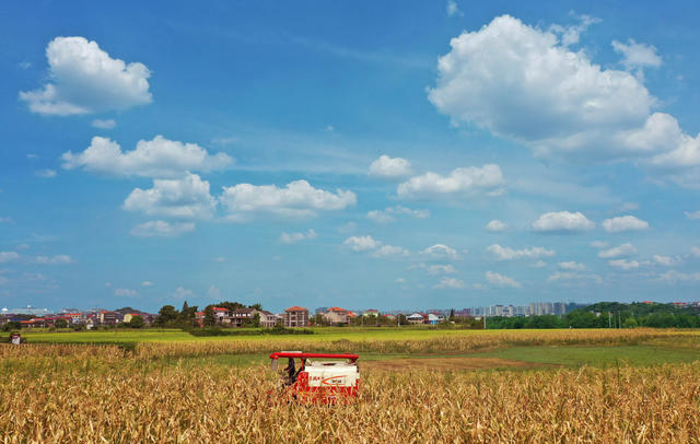 套种 大豆 玉米 衡南