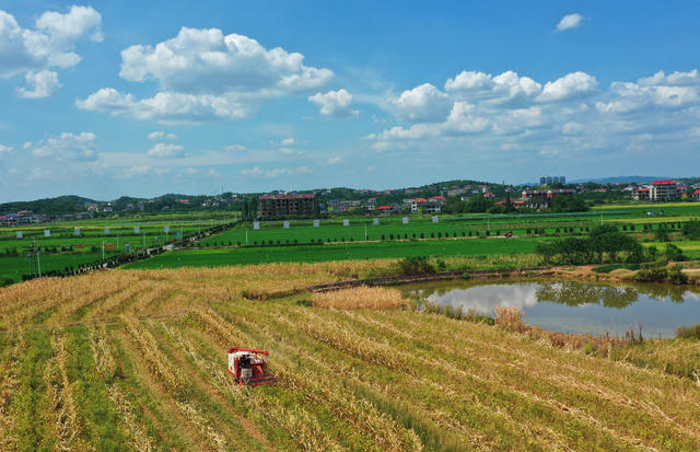 套种 大豆 玉米 衡南