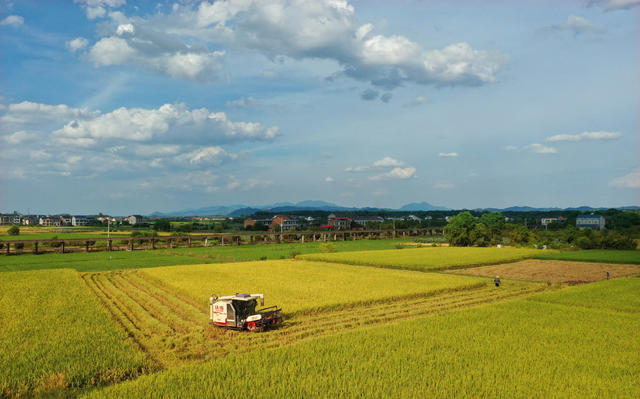 初秋 田园 丰收 景色