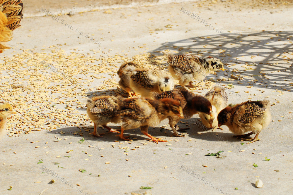 三黄鸡  小鸡仔  抱鸡婆 传统养殖 
 养鸡 土鸡 散养鸡 走地鸡 农家鸡 母鸡带小鸡  觅食 喂食  一群小鸡 养殖 健康养殖  户外  鸡