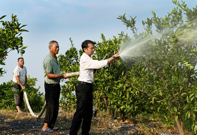 抗旱救灾 农村 农业 农作物 干旱天气 党员干部 应急分队 柑橘园