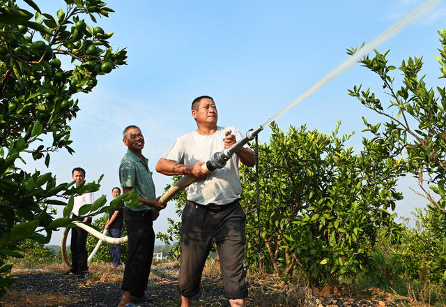 抗旱救灾 农村 农业 农作物 干旱天气 党员干部 应急分队 柑橘园
