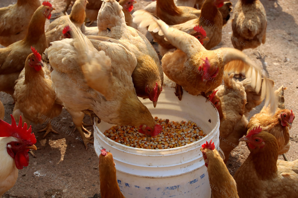 三黄鸡 养鸡 鸡 土鸡 散养鸡 走地鸡 喂食 觅食 健康养殖 户外 规模养殖 湘黄鸡