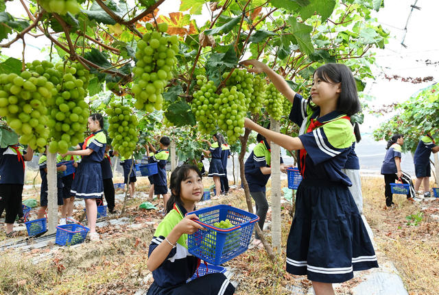 开学第一课 劳动实践 校园农场 采摘 学生 教育 劳动课 葡萄