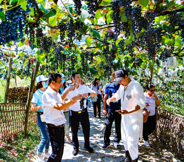 葡萄 乡村振兴 旅游  种植 葡萄沟 怀化中方