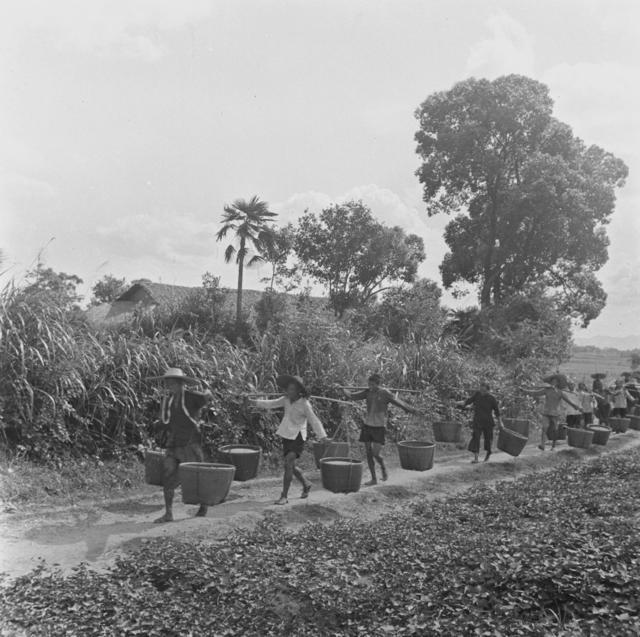 公粮、粮食、稻谷、早稻、晚稻