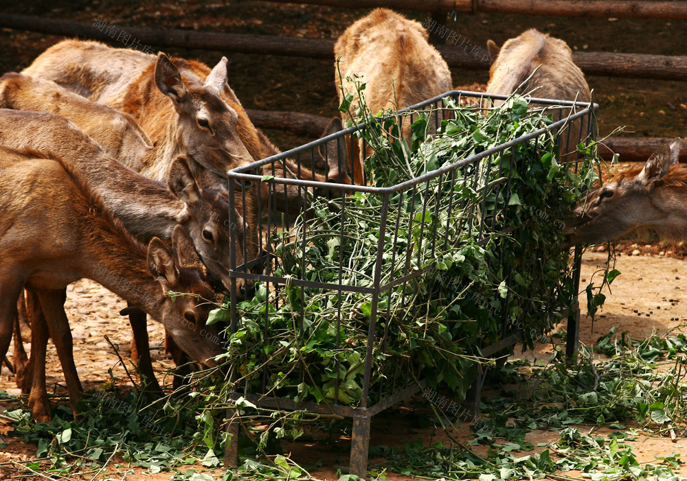 动物园搬迁、动物