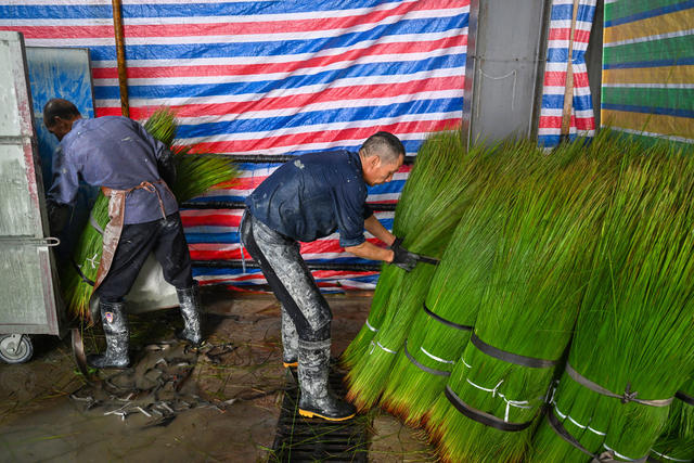 沅江 农业农村 产业 乡村振兴 蔺草种植