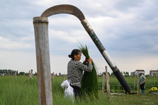 沅江 农业农村 产业 乡村振兴 蔺草种植