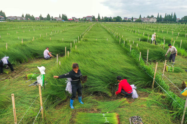 沅江 农业农村 产业 乡村振兴 蔺草种植