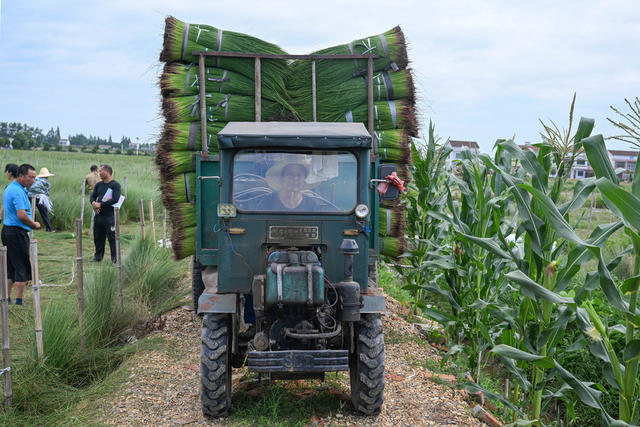 沅江 农业农村 产业 乡村振兴 蔺草种植