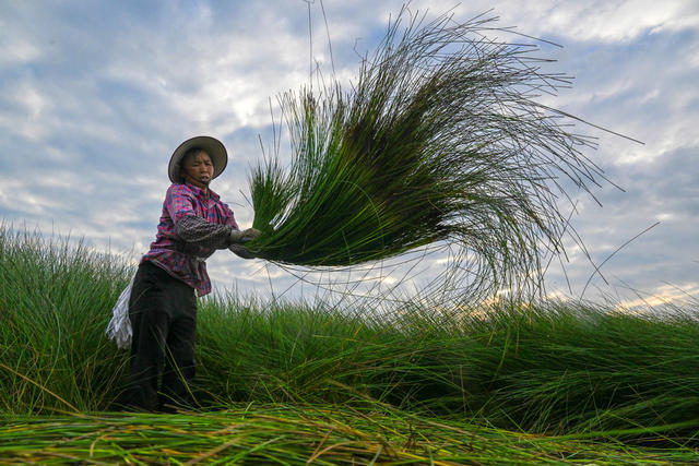 沅江 农业农村 产业 乡村振兴 蔺草种植