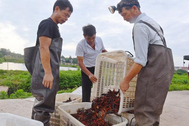 稻虾养殖 稻虾米