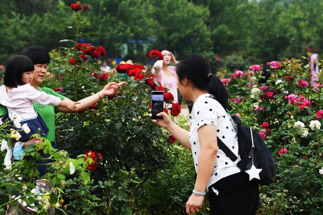 玫瑰花 月季花