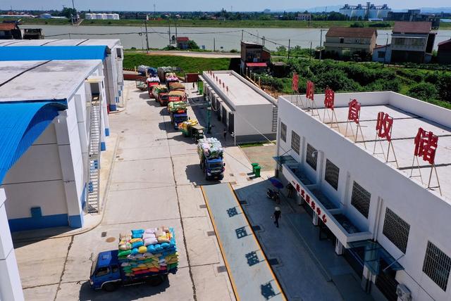 夏粮 丰收 粮库