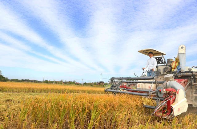 祁东 落排洲小岛 湘江 粮食 水稻 种植 收割