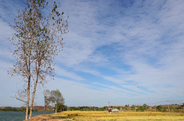 祁东 落排洲小岛 湘江 粮食 水稻 种植 收割
