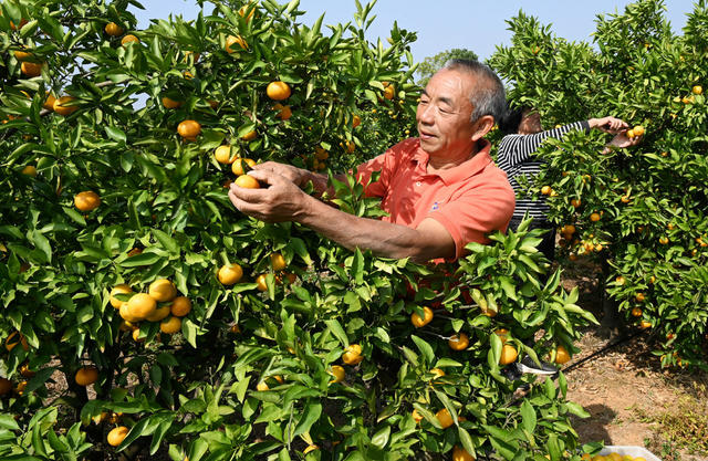 柑橘 采摘 柑橘园 富民产业 农民 农村 绿色食品 产业链 市场