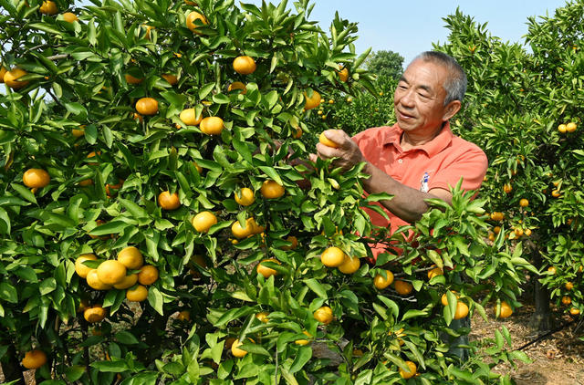 柑橘 采摘 柑橘园 富民产业 农民 农村 绿色食品 产业链 市场