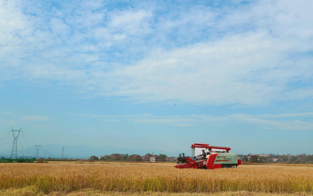 金秋 晚稻 收割 丰收