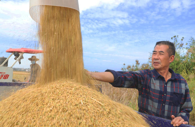 金秋 晚稻 收割 丰收