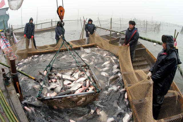 华容东湖开湖捕鱼