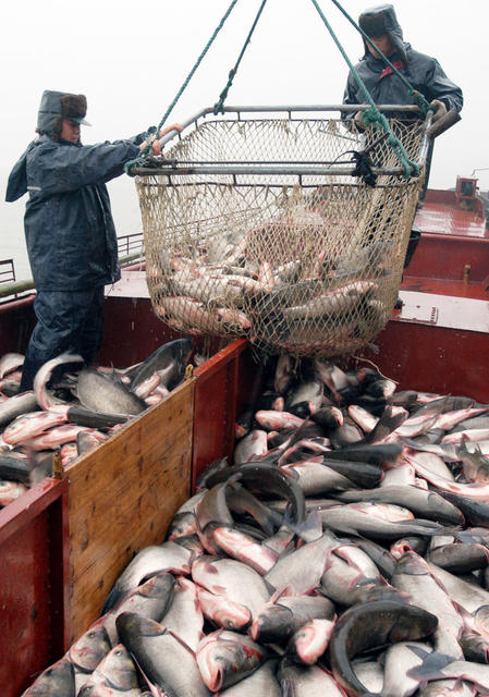 华容东湖开湖捕鱼