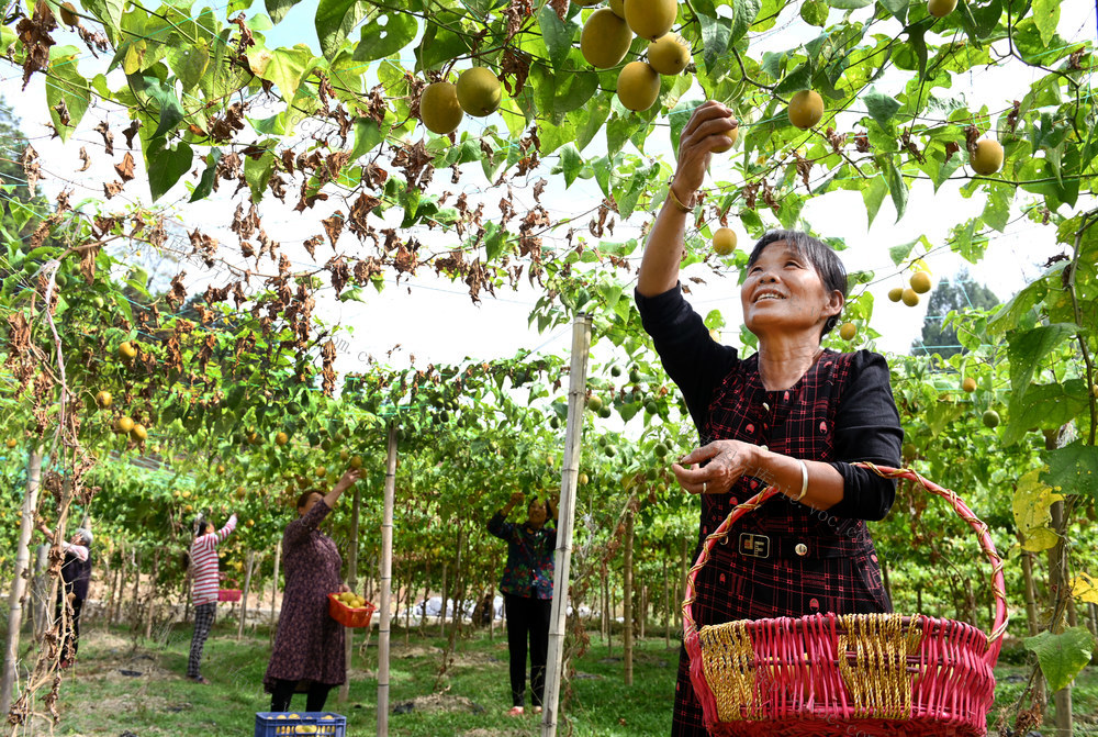 特色产业
乡村振兴
种植
农业
农村
农民增收
基地
罗汉果 采摘