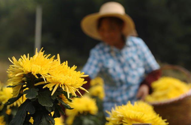 皇菊 高山 南岳 采摘 晾晒