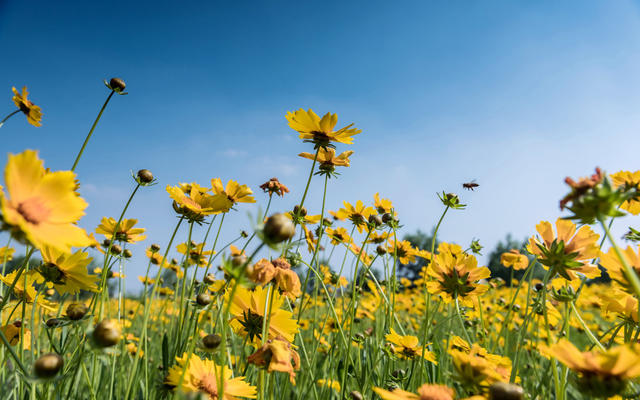 金鸡菊  花海 蓝天
