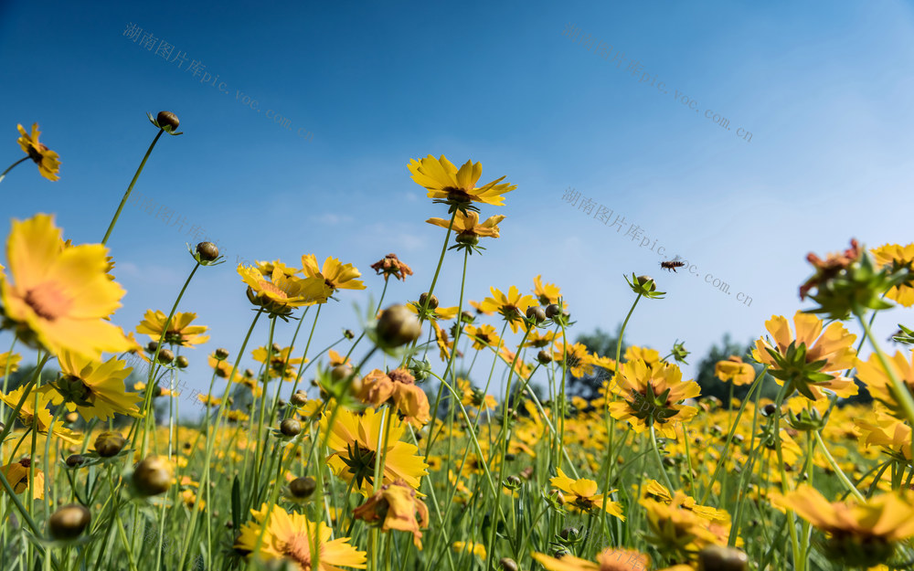 金鸡菊  花海 蓝天