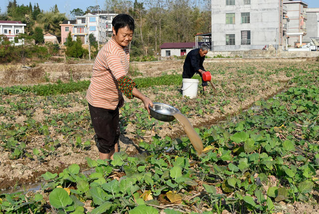 油菜种植
抗旱
田间管理
农业
农村
农作物
冬种