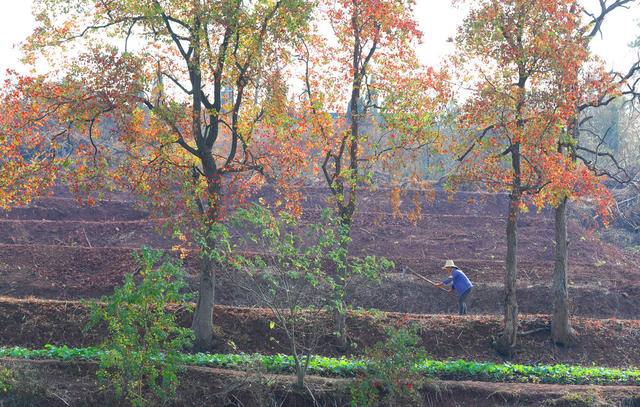 冬季 农业  生产 管护